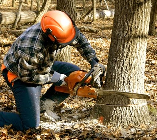 Tree Removal in Paducah, TX